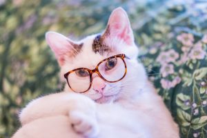Animals Cats White cat with glasses 105283
