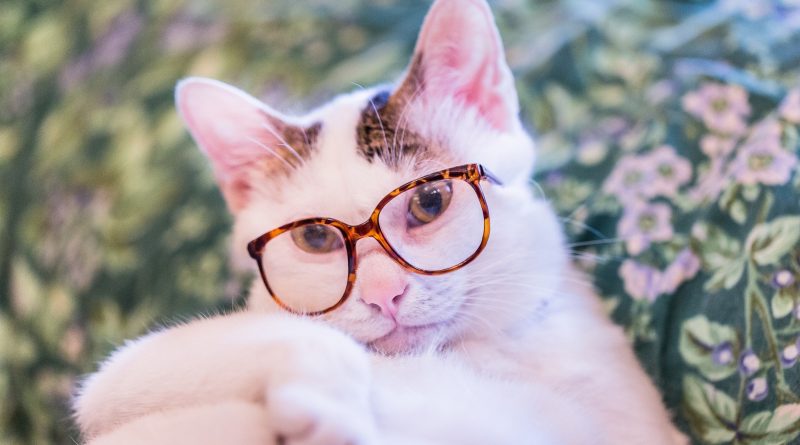 animals___cats_white_cat_with_glasses_105283_